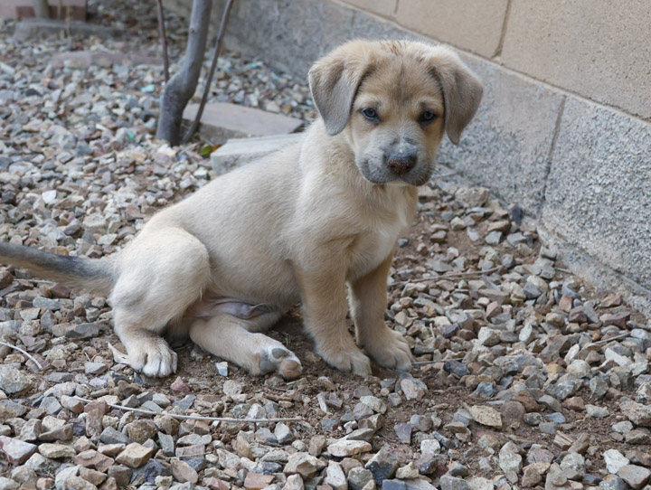 chinook dog